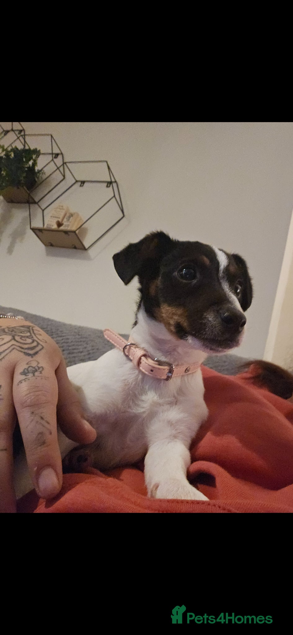 Jack Russell dogs Having to rehome my jack russell millie - Advert 14