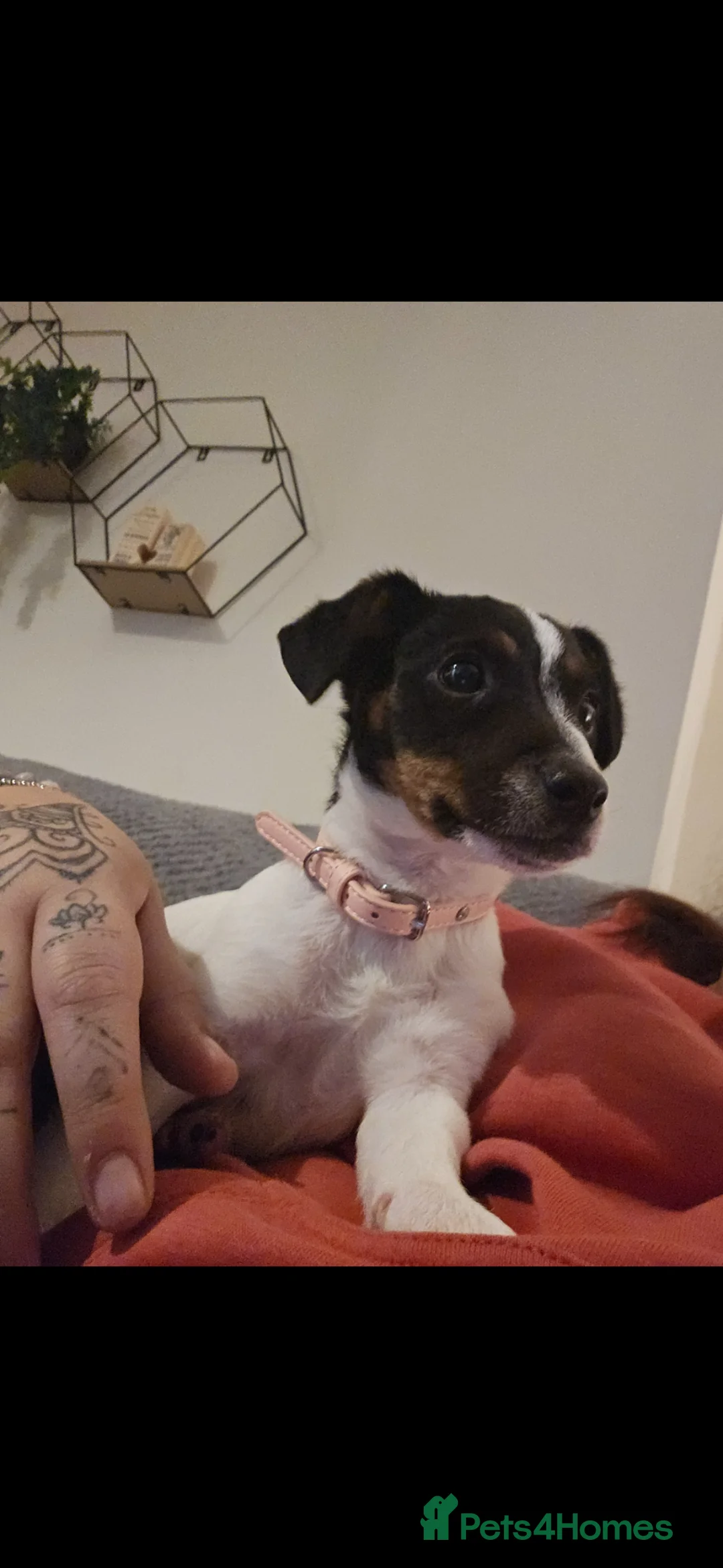 Jack Russell dogs for sale: Having to rehome my jack russell millie - Advert 1