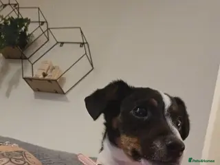 Jack Russell dogs Having to rehome my jack russell millie - Advert 14