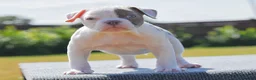 Old Tyme Bulldog dogs for sale: 23 years 5⭐️licensed Registered Breeder.  - Advert 6