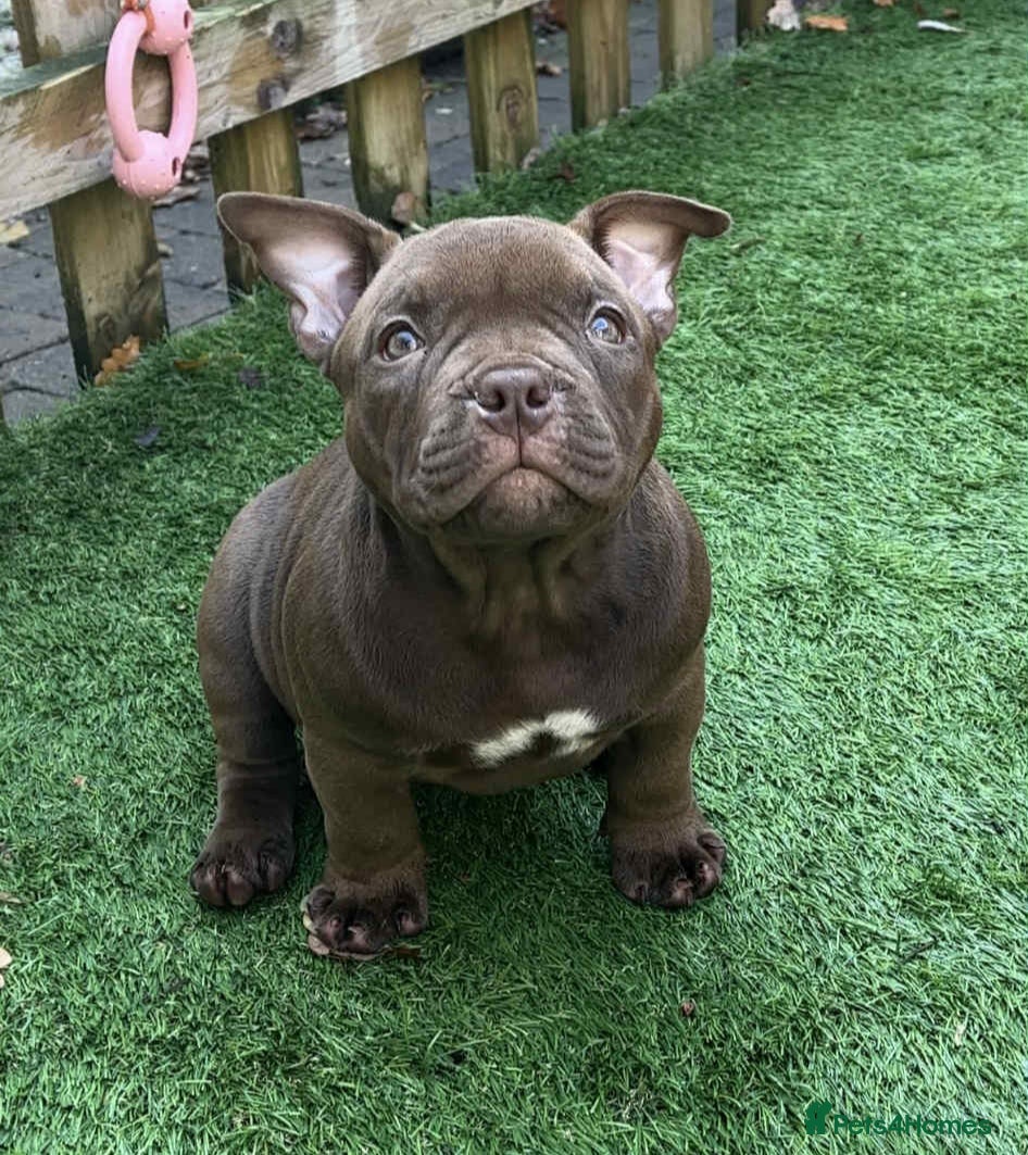 American Bully dogs Micro Exotic Bully ABR Females - Advert 1