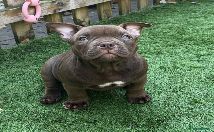 American Bully dogs - Advert 4