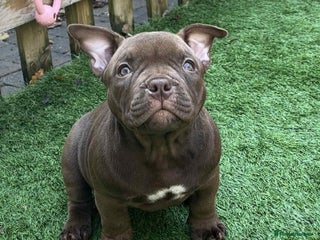 American Bully dogs Micro Exotic Bully ABR Females - Advert 14