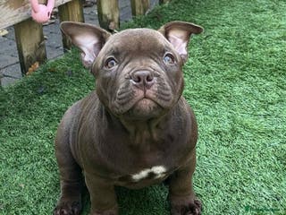 American Bully dogs Micro Exotic Bully ABR Females - Advert 14