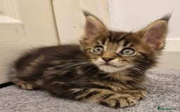 Maine Coon cats for sale: !!!BEAUTIFUL BIG BABIES AVAILABLE!!!  - Image 7