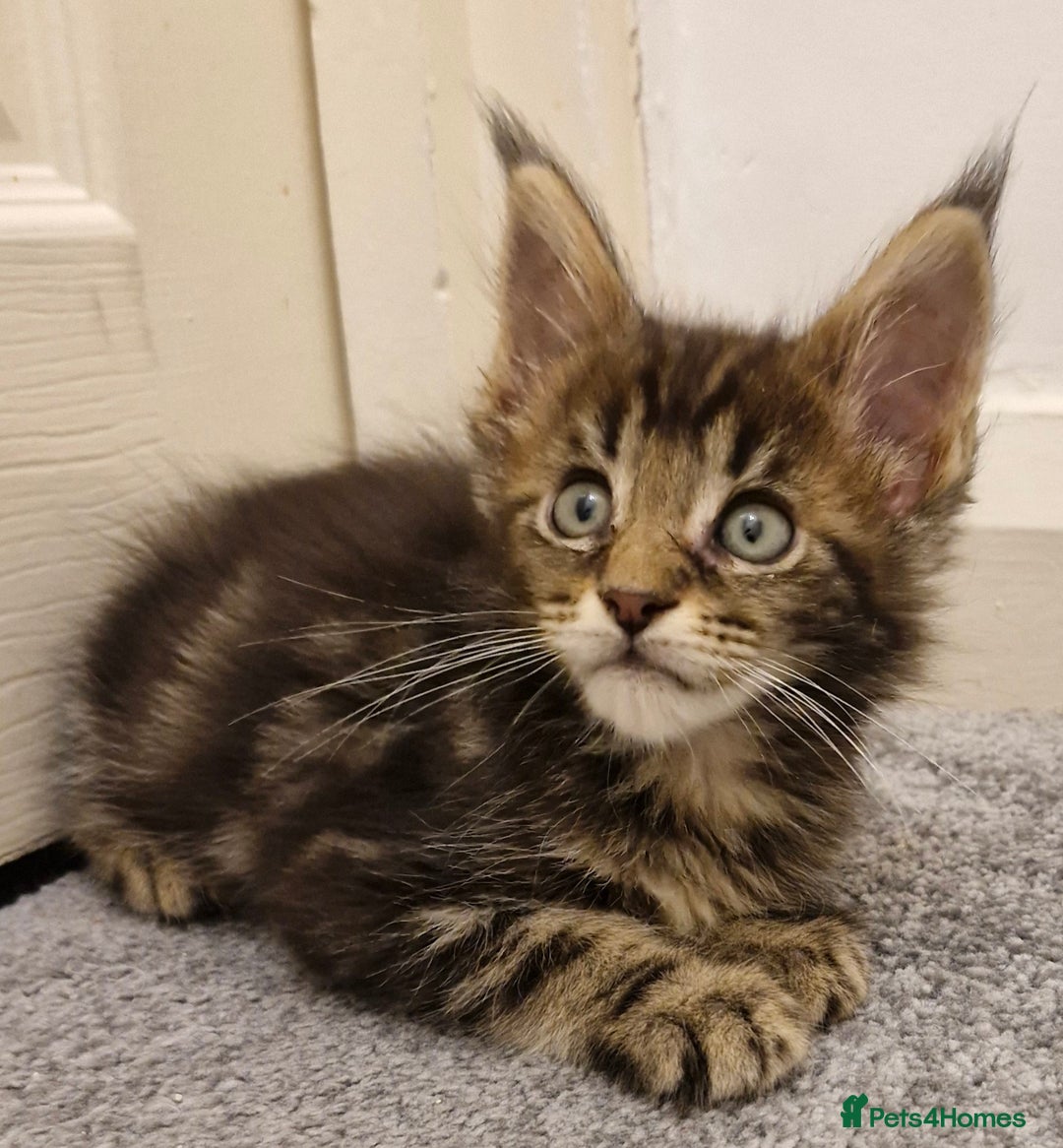Maine Coon cats for sale: !!!BEAUTIFUL BIG BABIES AVAILABLE!!!  - Image 7