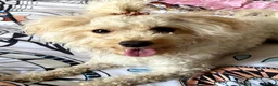 Maltipoo dogs for sale: 5 Maltipoo Puppies Looking For There Forever Homes - Advert 5