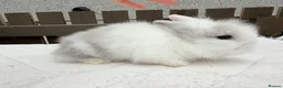 Lionhead rabbits for sale: Doublemane lionheads in Saltash - Advert 2