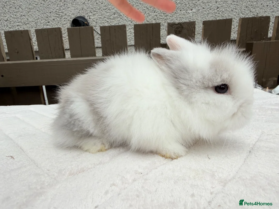 Lionhead rabbits for sale: Doublemane lionheads in Saltash - Advert 2