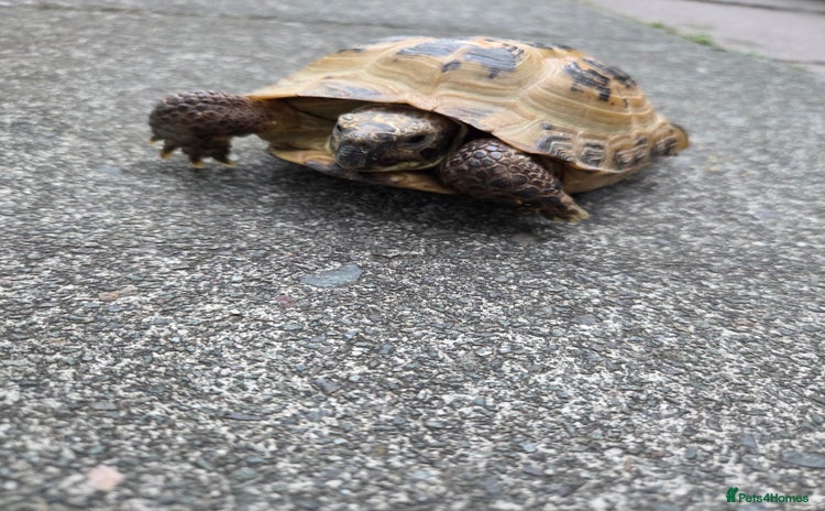Tortoise reptiles - Advert 2