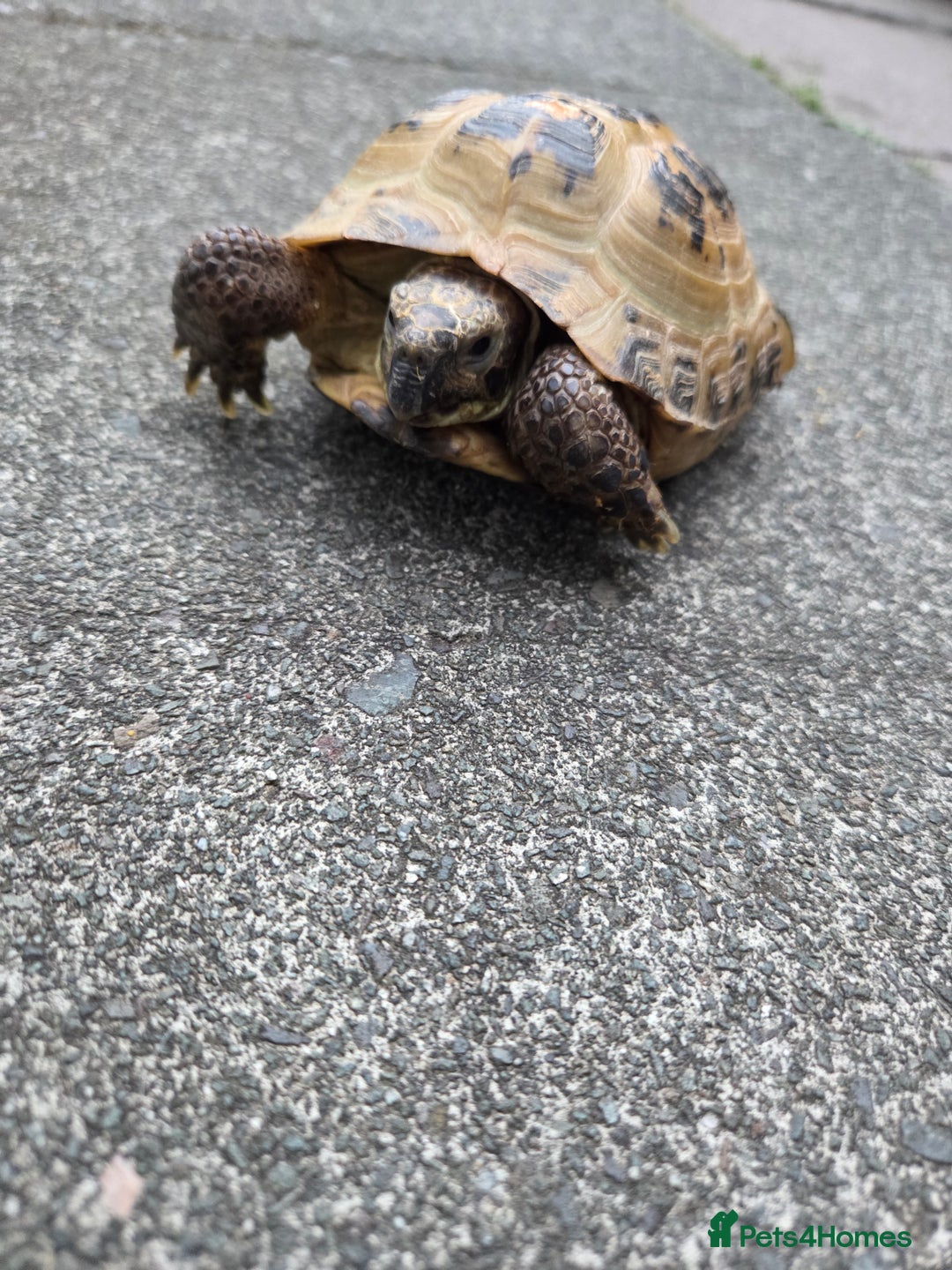 Tortoise reptiles for sale: Tortoise and tortoise table - Image 1