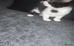 Mixed Breed cats for sale: Kittens for sale  - Image 5