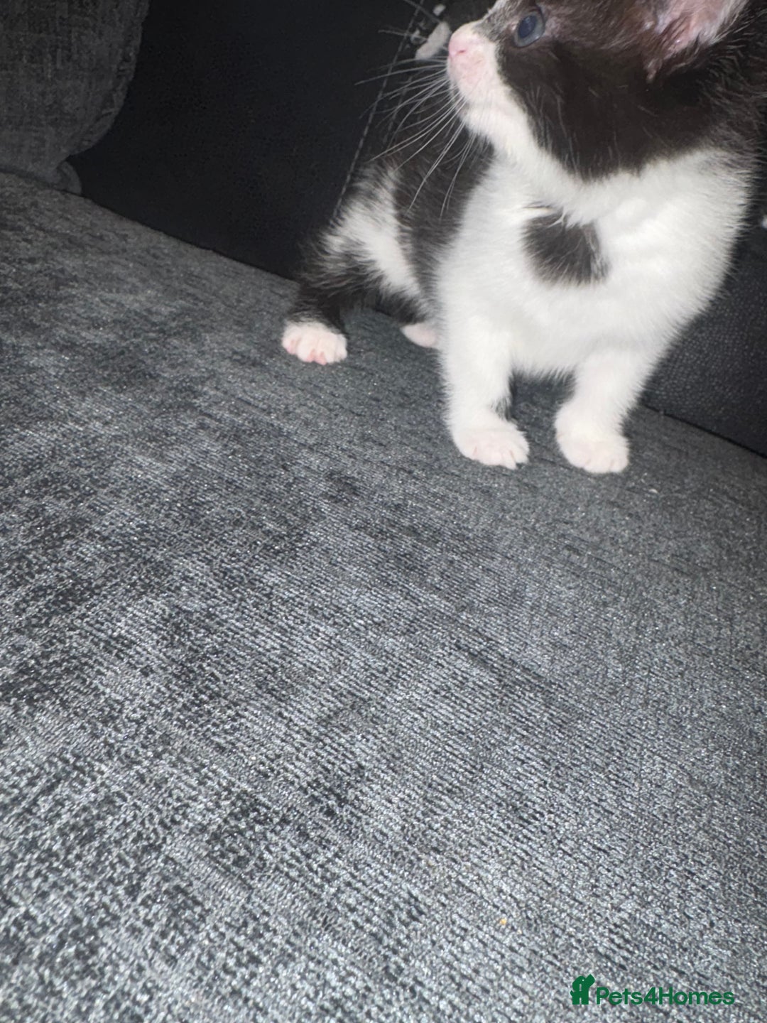 Mixed Breed cats for sale: Kittens for sale  - Image 5