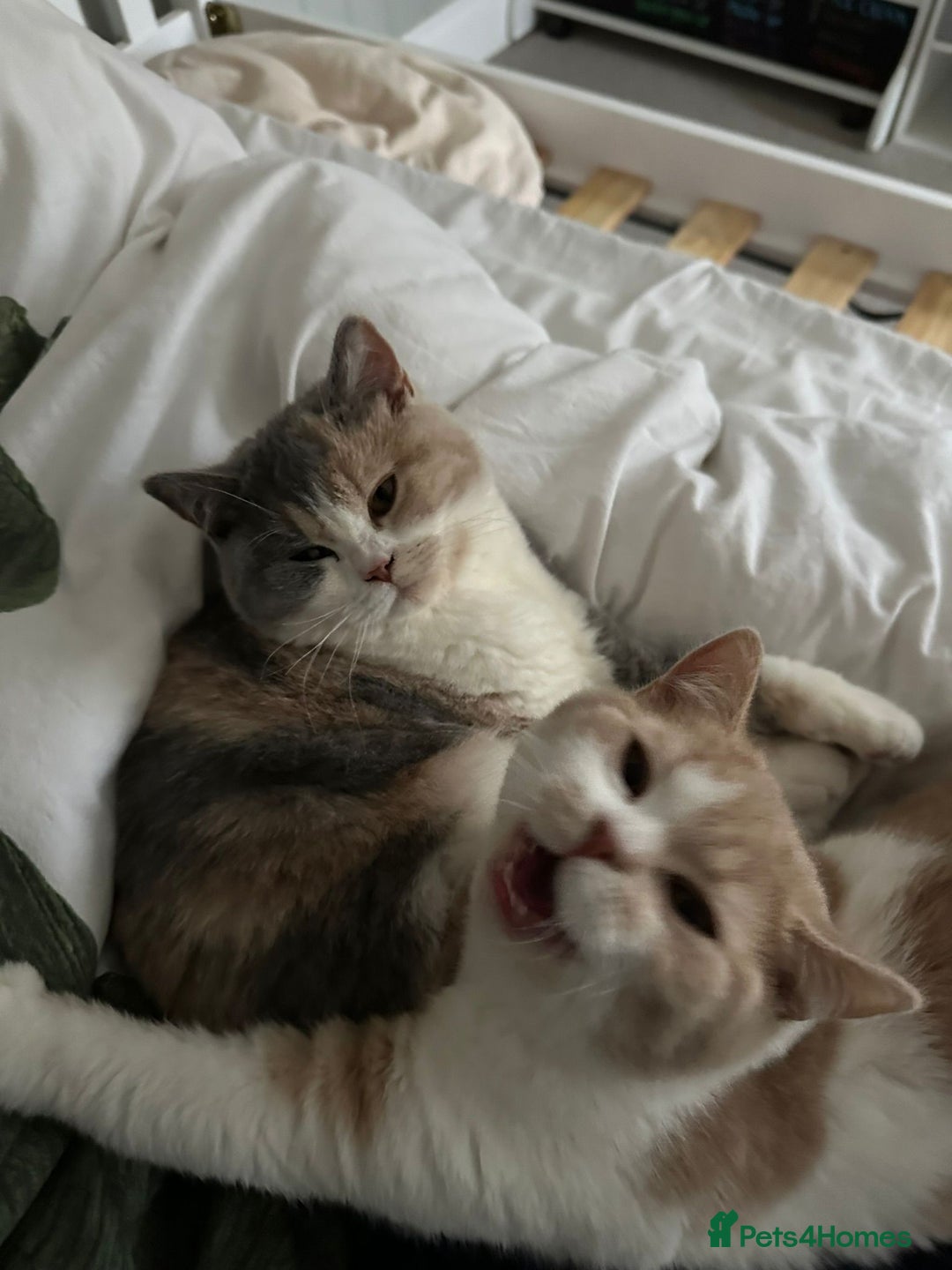 British Shorthair cats for sale: BSH from GCCF parents, champions in pedigree - Image 22