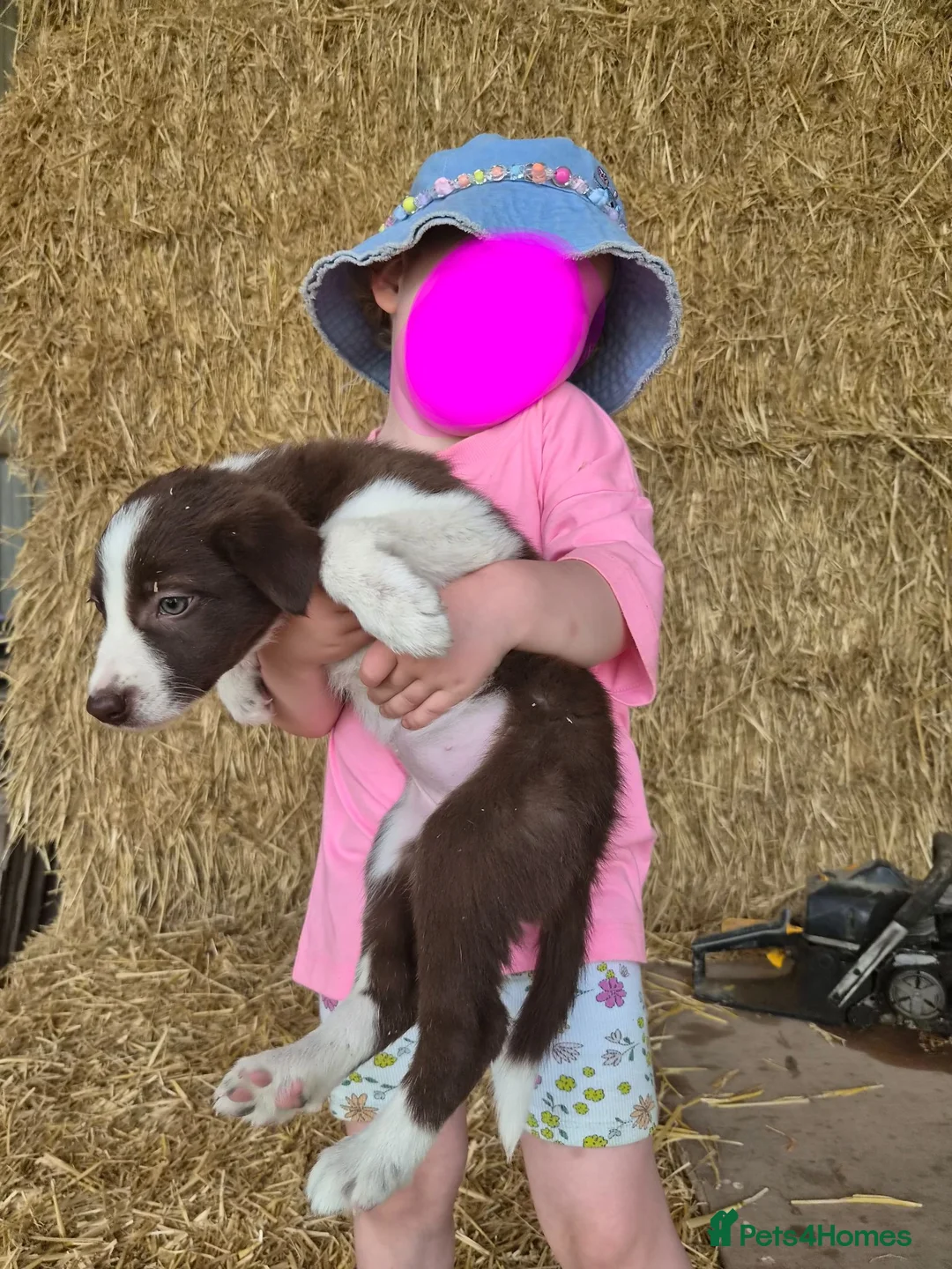 Border Collie dogs for sale: ISDS Registered Border Collie Puppies - Advert 4
