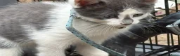 Mixed Breed cats for sale: Ragdoll x gorgeous  - Advert 15