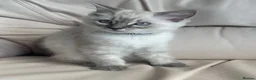 Mixed Breed cats for sale: Ragdoll cross Bsh kittens ready now  - Advert 18