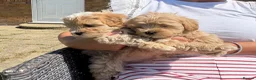 Maltipoo dogs for sale: Maltipoo puppies  - Advert 5