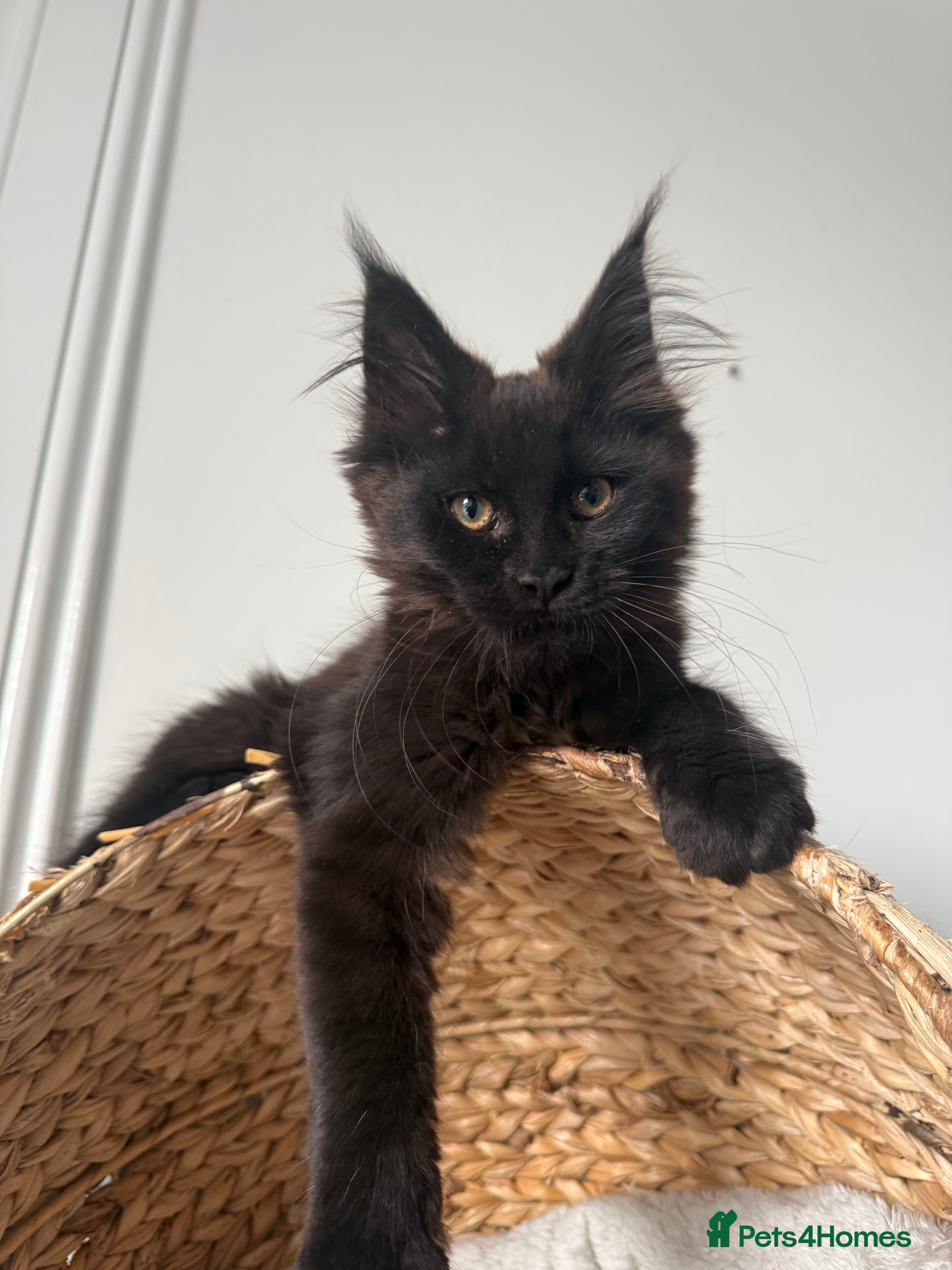Maine Coon cats 🐾Tica registered Maine Coon Kittens Available 🐾 - Advert 2