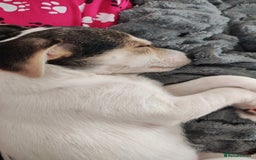 Chorkie dogs for sale: Gorgeous, little chorkie girl  - Image 8