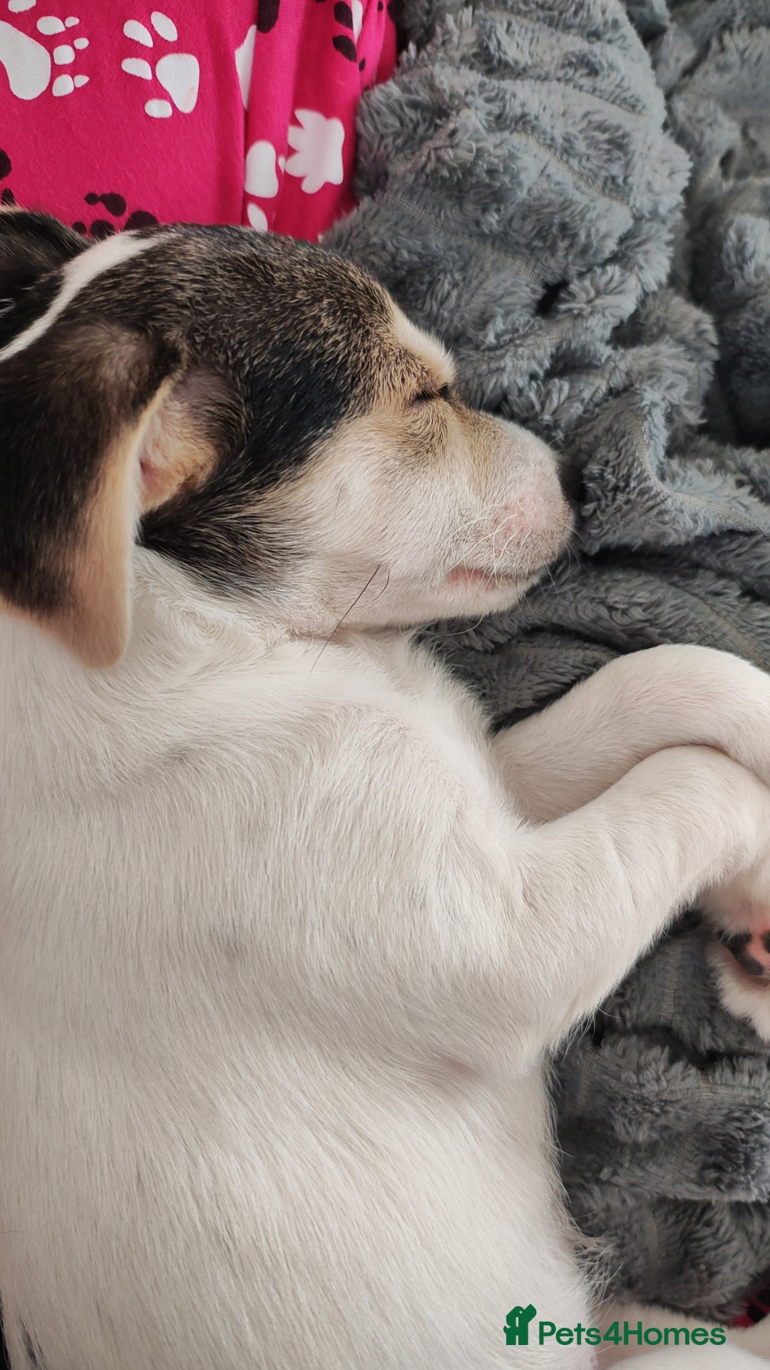 Chorkie dogs for sale: Gorgeous, little chorkie girl  - Image 8