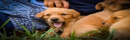Goldador dogs for sale: Beautiful Red Goldador KC Reg Parents in Sleaford - Advert 7