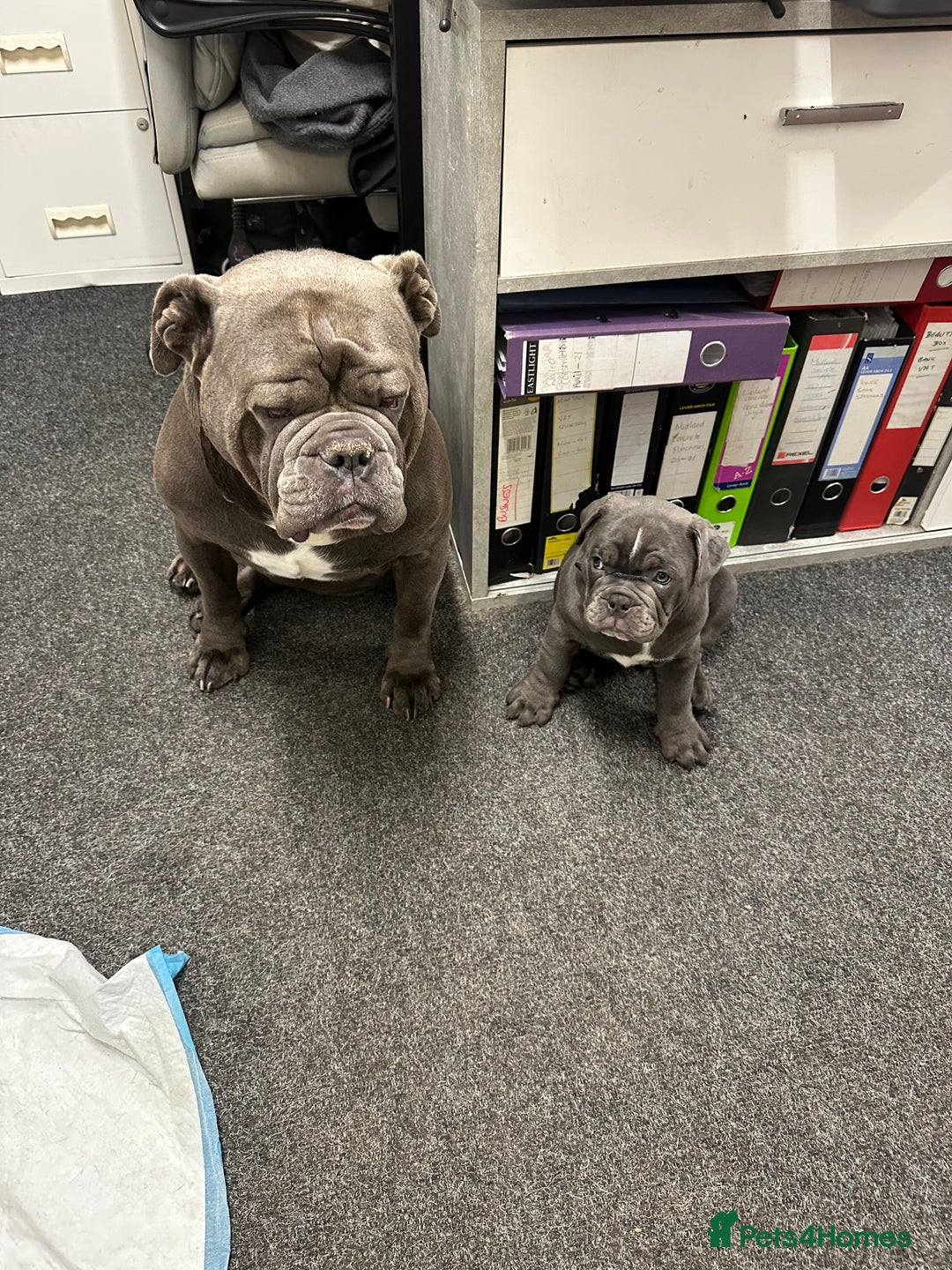 Olde English Bulldogge dogs for sale: 2 male gorgeous Ild English Bulldogs - Image 2