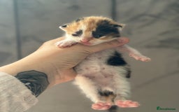 Mixed Breed cats for sale: Beautiful Kittens READY NOW - Image 14