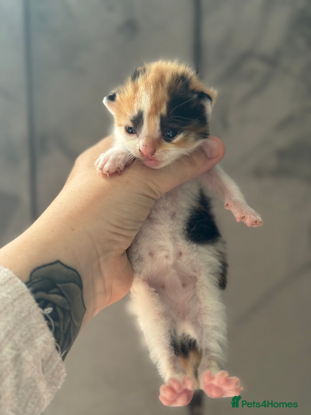 Mixed Breed cats for sale: Beautiful Kittens READY NOW - Image 14