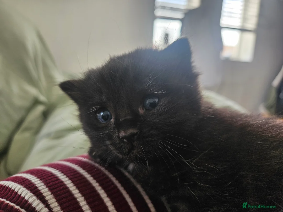 Mixed Breed cats for sale: Beautiful Ragdoll X Kittens  - Advert 6