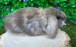 Mini Lop rabbits for sale: Stunning mini lop bunnies ready to reserve  - Advert 6