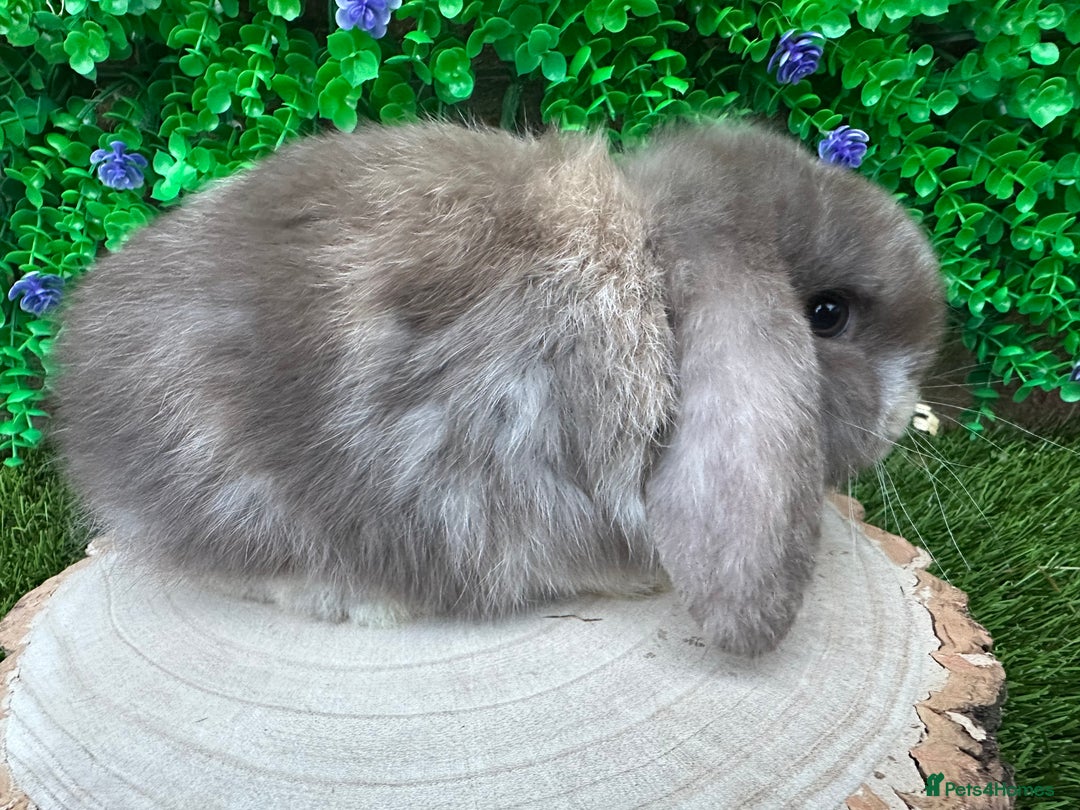 Mini Lop rabbits for sale: Stunning mini lop bunnies ready to reserve  - Advert 6