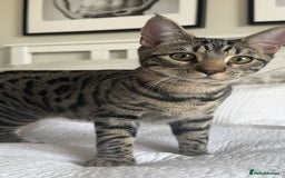 Bengal cats for sale: FREE X2 Bengal Female Sister Cats - 1 years old. - Image 7