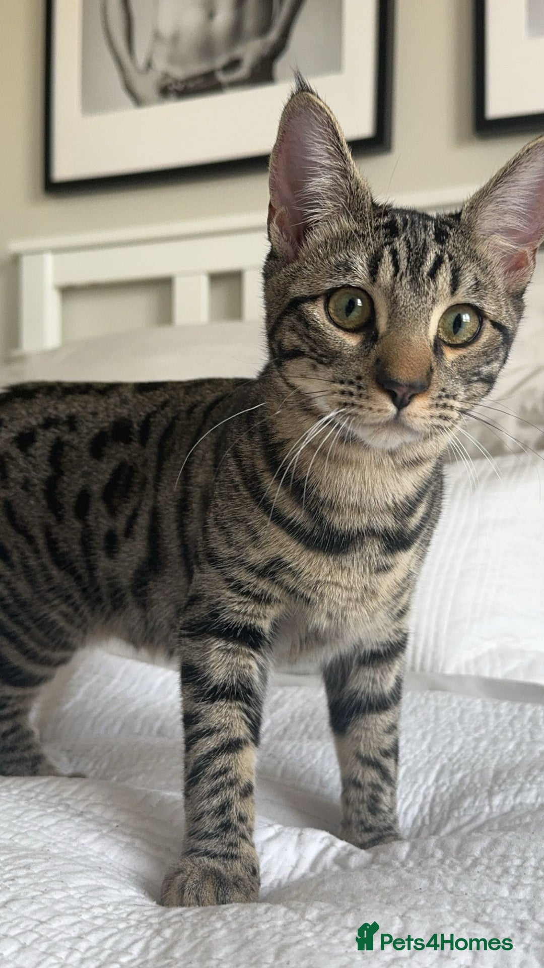Bengal cats for sale: FREE X2 Bengal Female Sister Cats - 1 years old. - Image 7