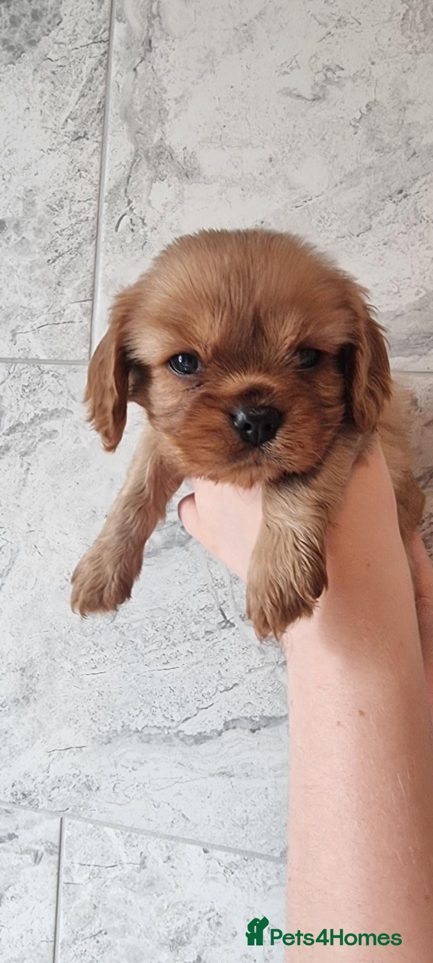 Cavalier King Charles Spaniel dogs True Cav kc reg Babies - Advert 13