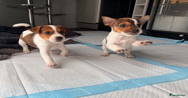 Jack Russell dogs - Advert 9