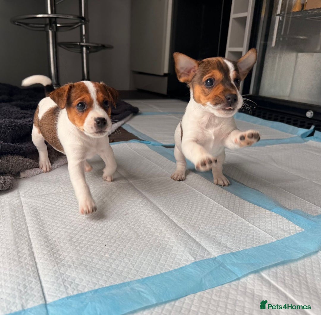 Jack Russell dogs for sale: Smooth haired small Jack Russel pups - Image 2