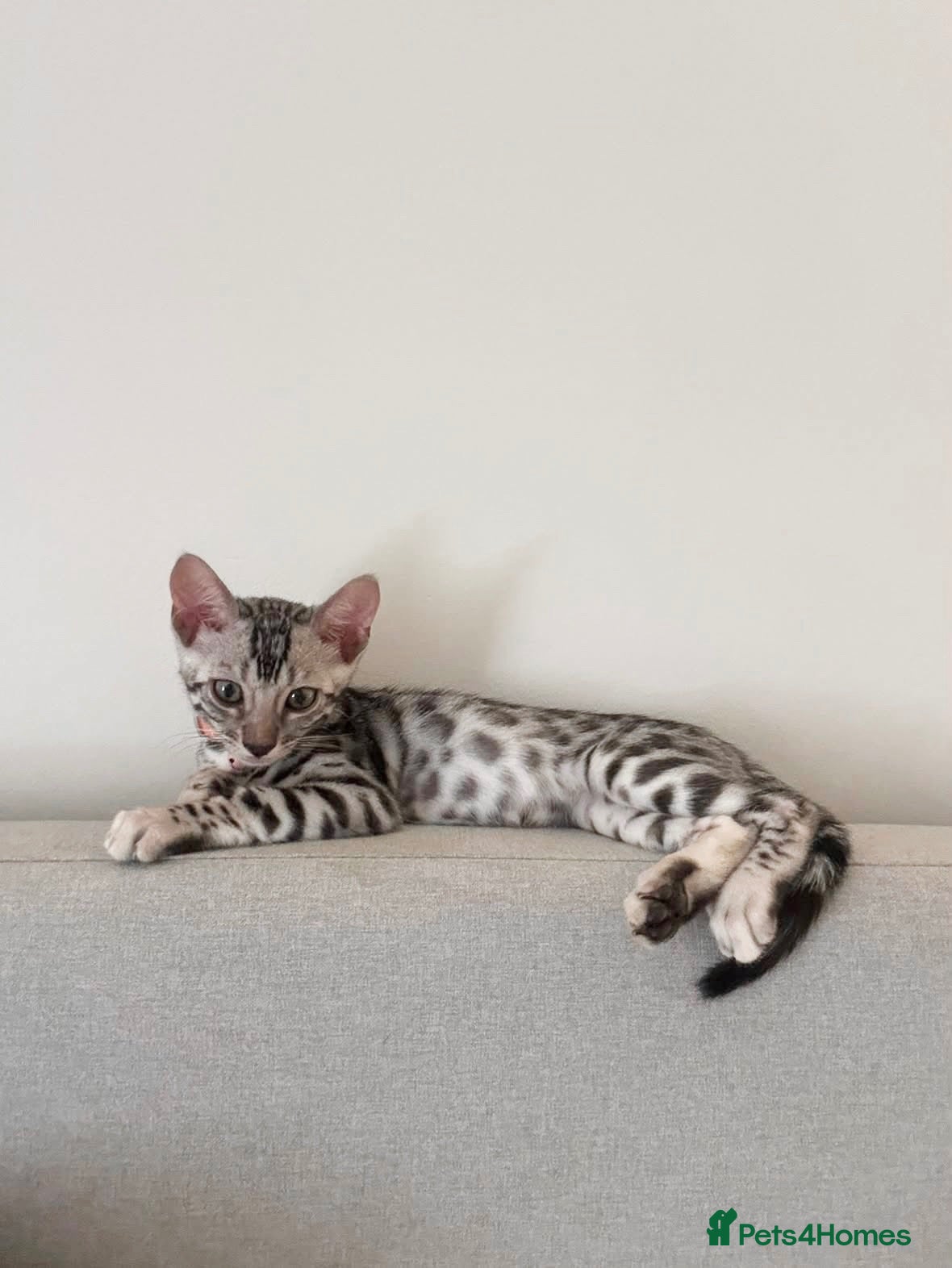 Bengal cats 2 silver Bengal kittens for a forever home  - Advert 16