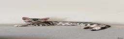 Bengal cats for sale: 2 silver Bengal kittens for a forever home  - Advert 1