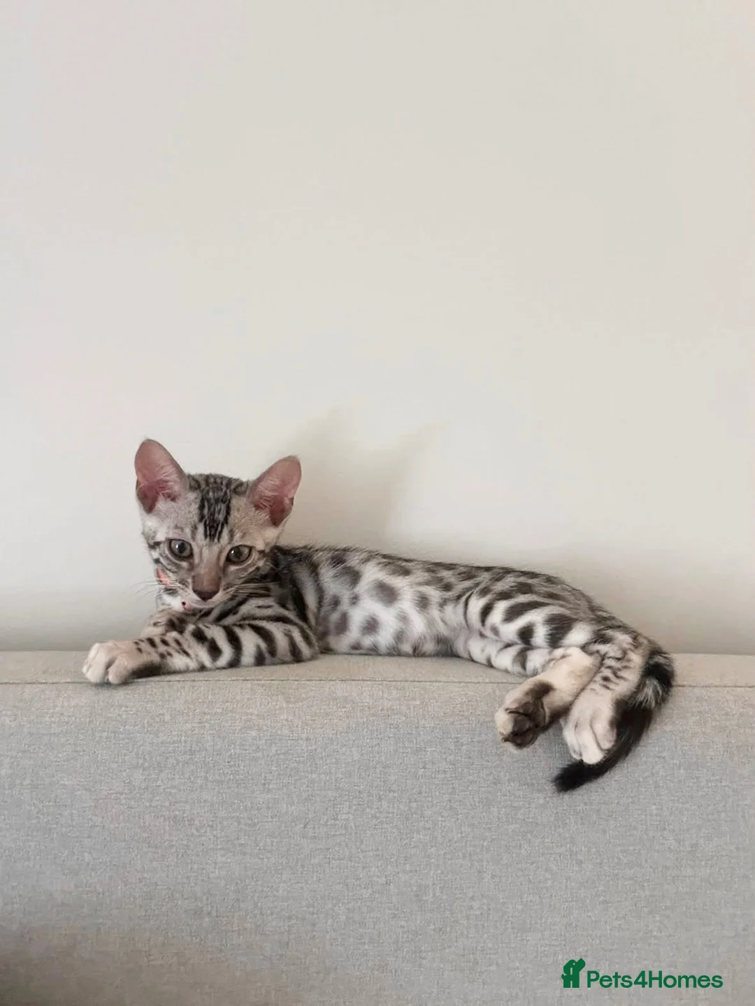 Bengal cats for sale: 2 silver Bengal kittens for a forever home  - Advert 1