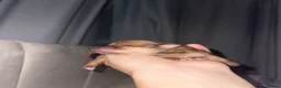 Pomeranian dogs for sale: Pomeranian puppies for sale - Advert 9