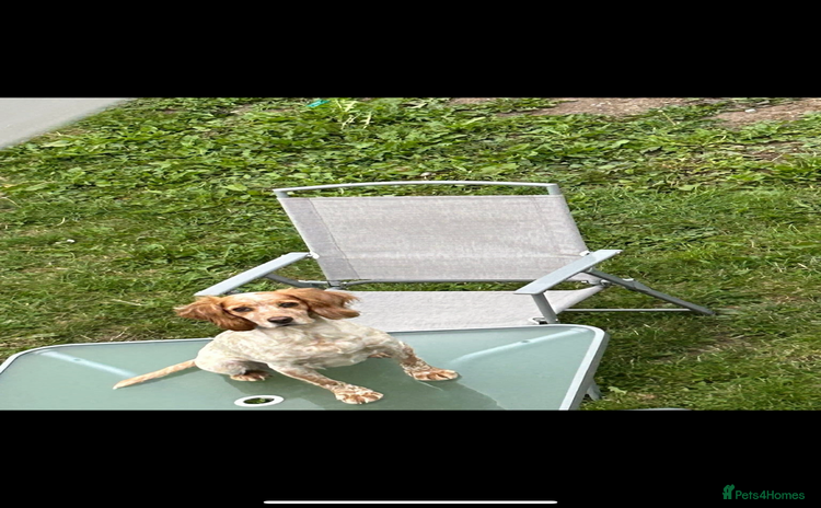 Sprocker dogs - Advert 6