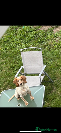 Sprocker dogs - Advert 10