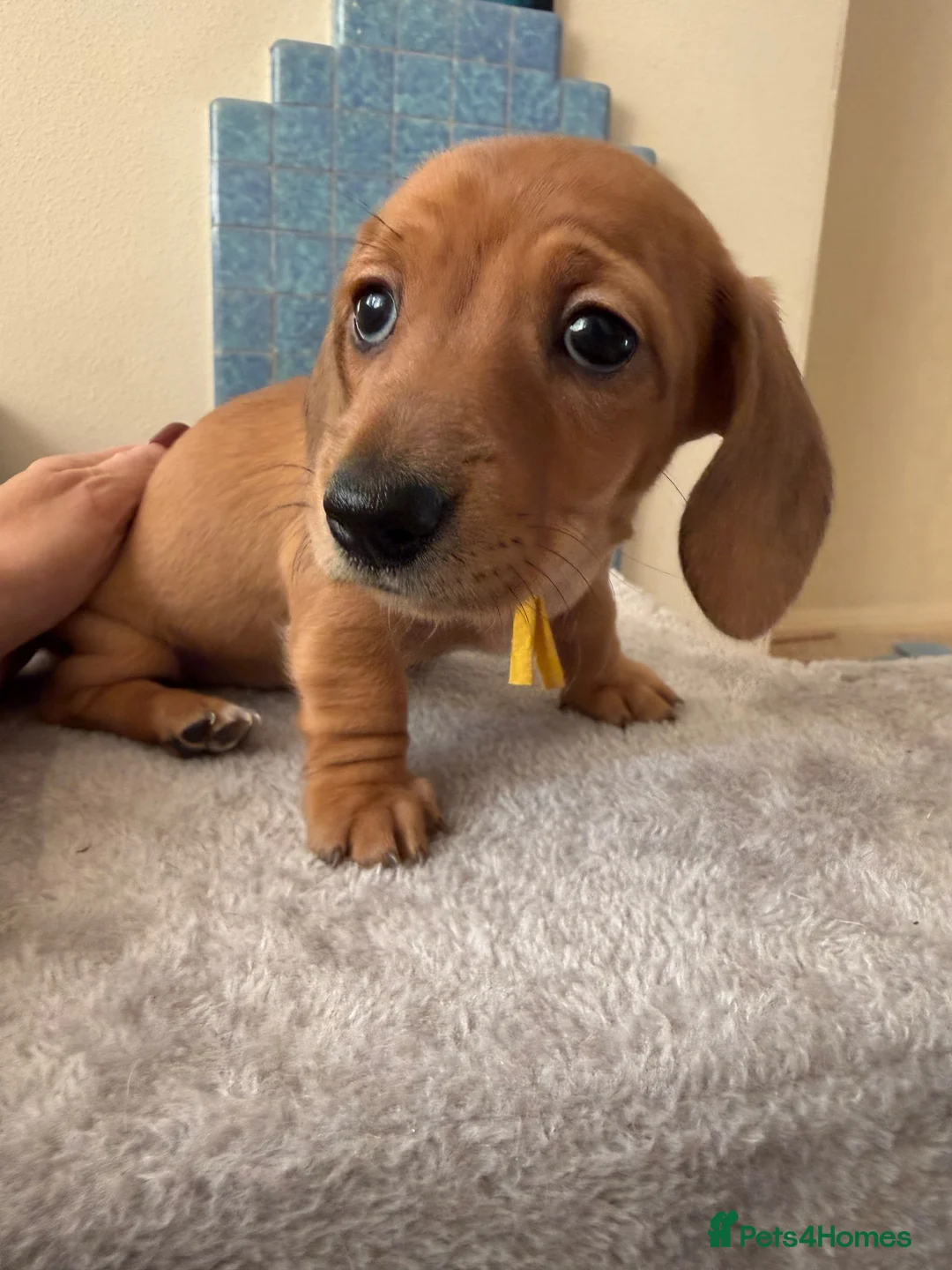 Miniature Dachshund dogs for sale: 3 LAST MINIATURE DACHSHUNDS  - Advert 2