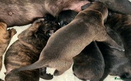 Staffordshire Bull Terrier dogs for sale: READY 7TH NOVEMBER ⭐️ 🐶 2 left ⭐️ staff pups  - Image 15