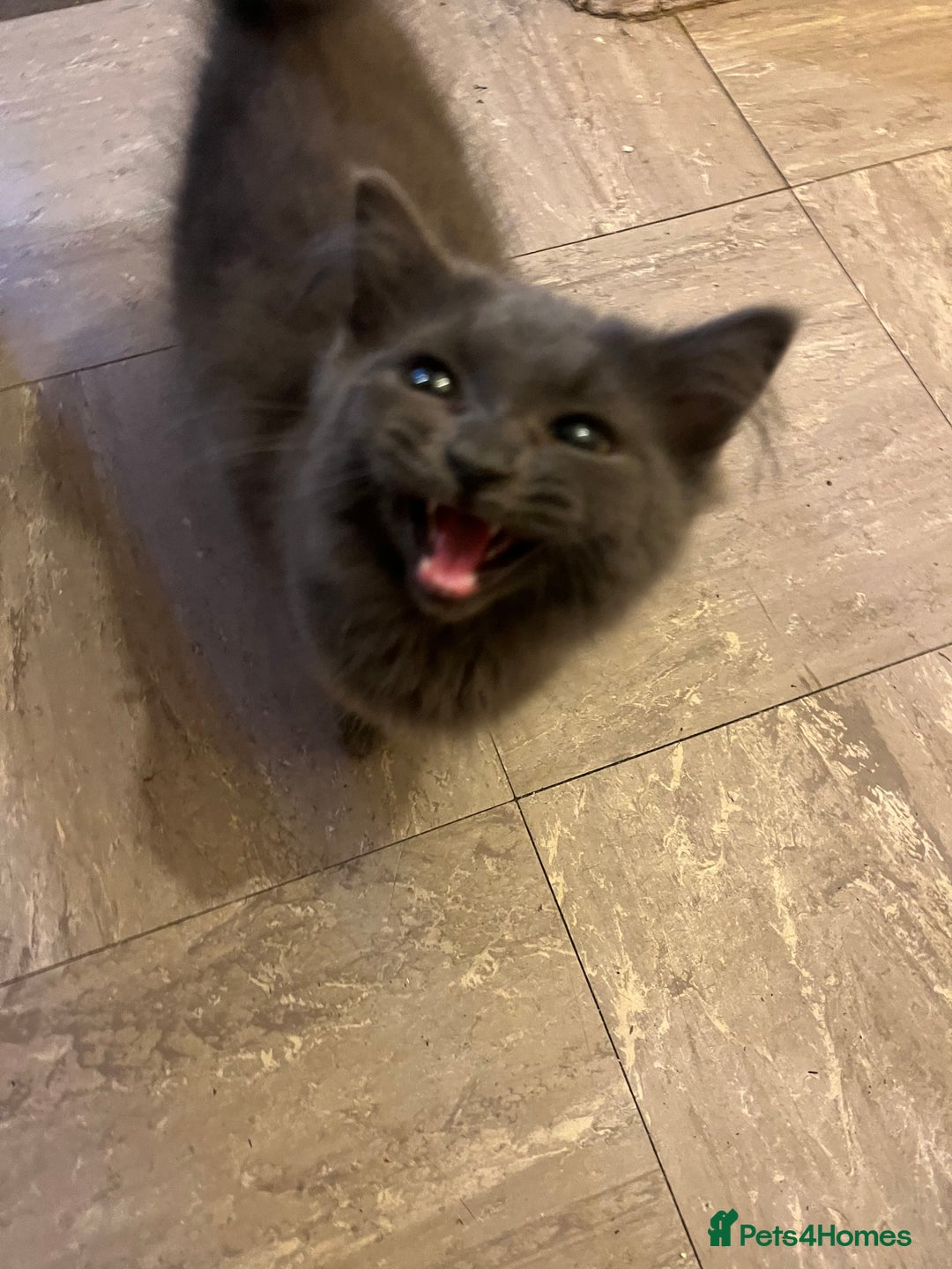 Mixed Breed cats for sale: Grey/blue long hair male kitten 8 weeks old  - Advert 4