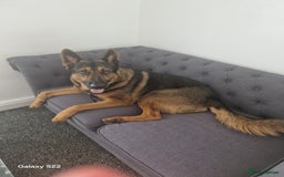 German Shepherd dogs for sale: German shepherd called Hugo but answers to creed - Image 1