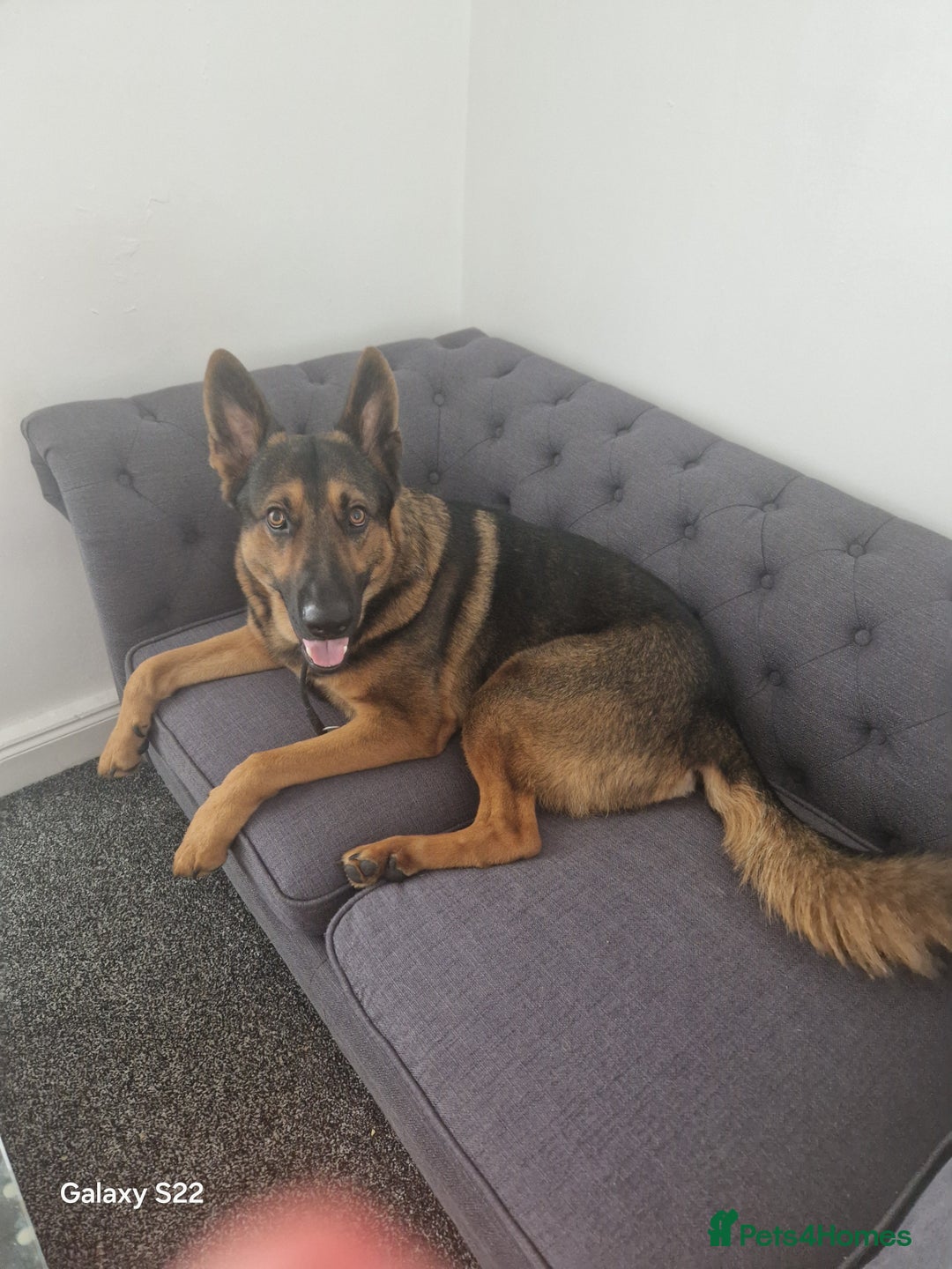 German Shepherd dogs for sale: German shepherd called Hugo but answers to creed - Image 1
