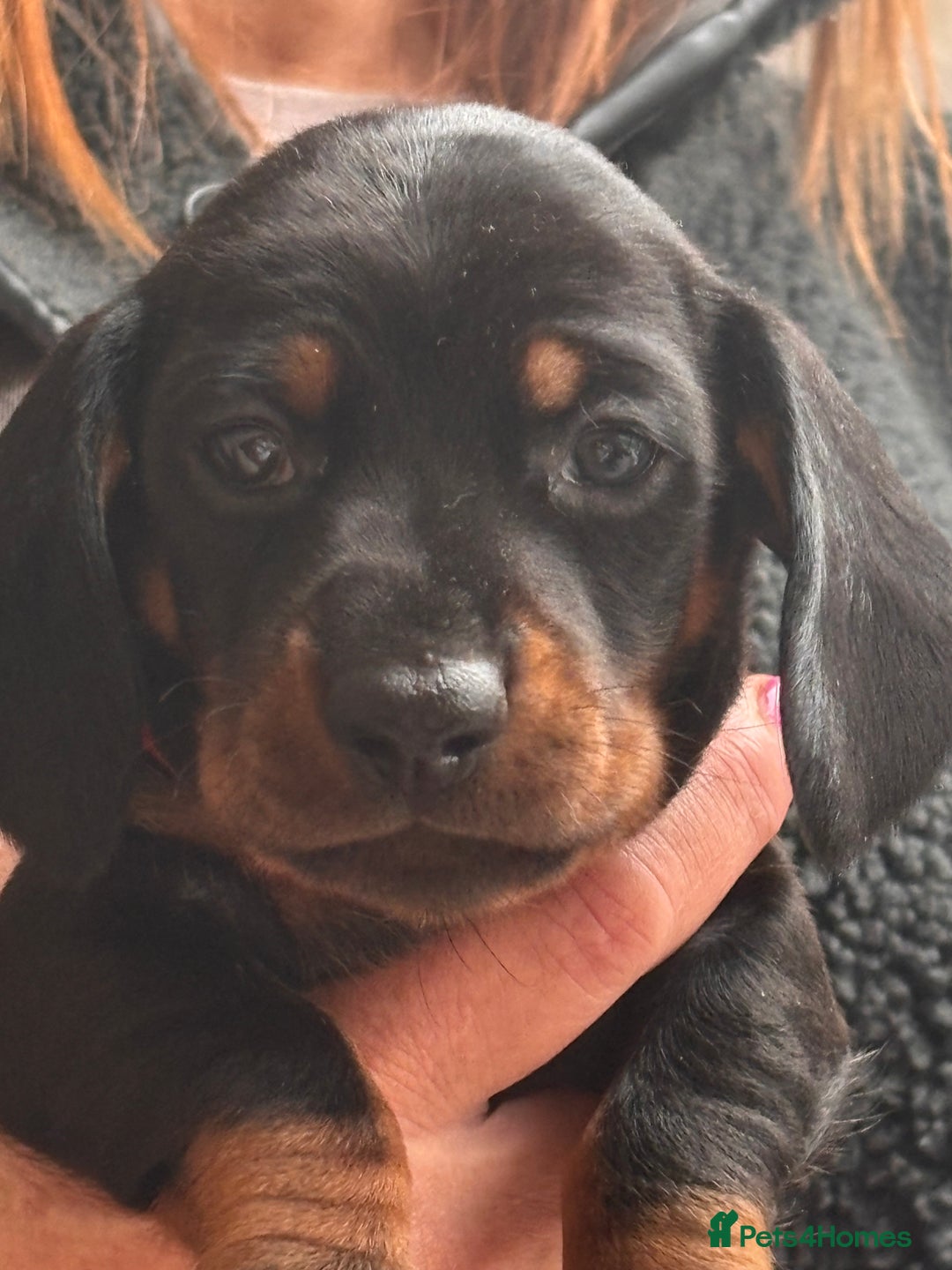Miniature Dachshund dogs for sale: Black & Tan Minature Dachund - Advert 10