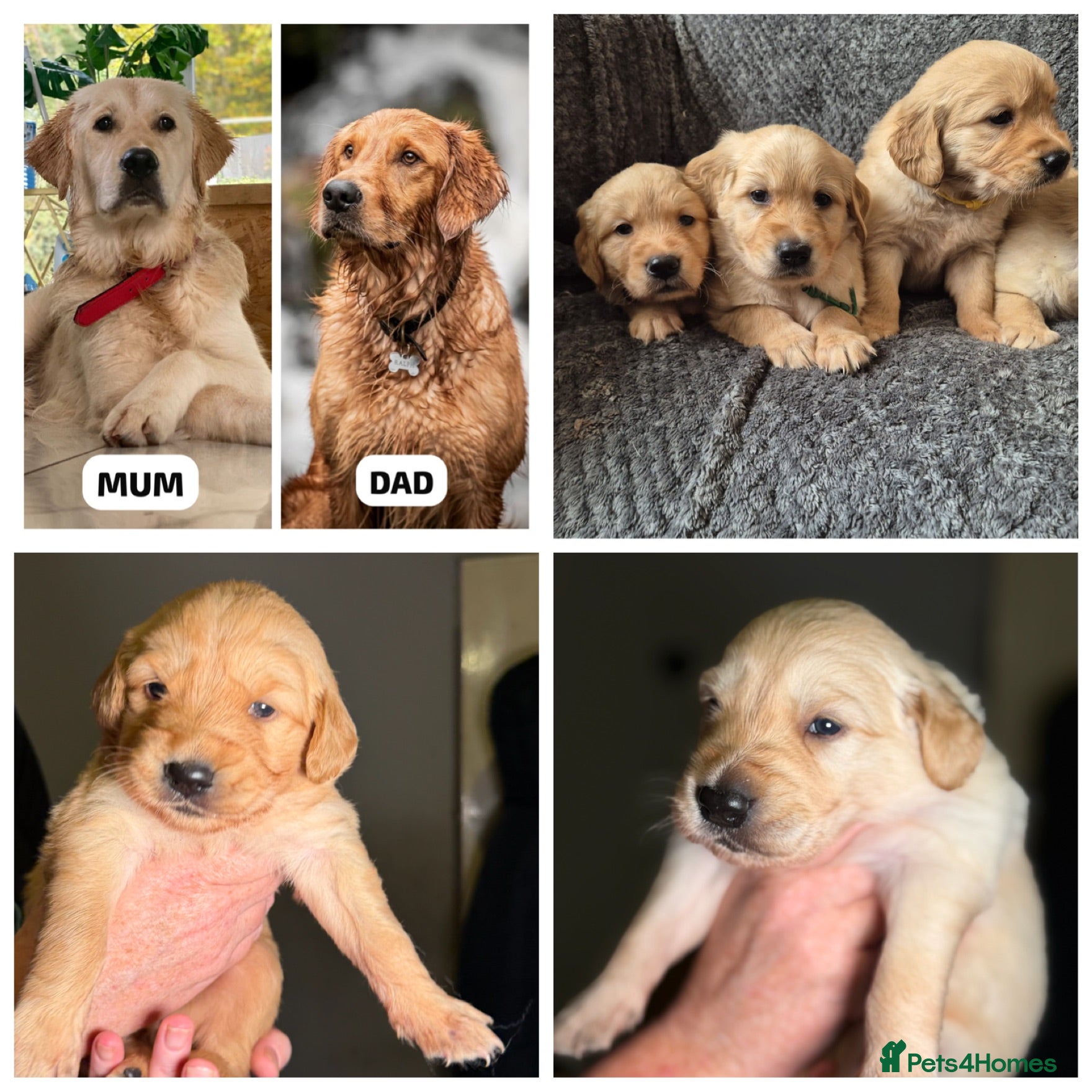 Golden Retriever dogs Beautiful KC Reg Golden Retrievers - Advert 5